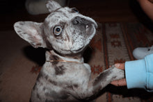 Load image into Gallery viewer, 14k Yellow Gold Herringbone Chain - Toasted Jewelry